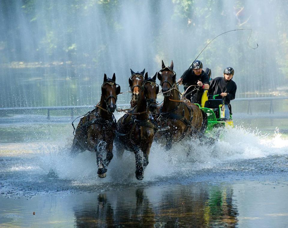 Max Dangel - Horse Driving